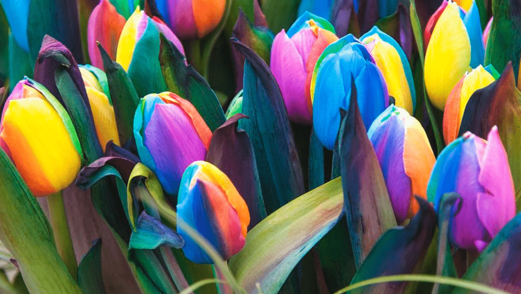 Vibrant, multicolored tulips with rainbow petals and green leaves.