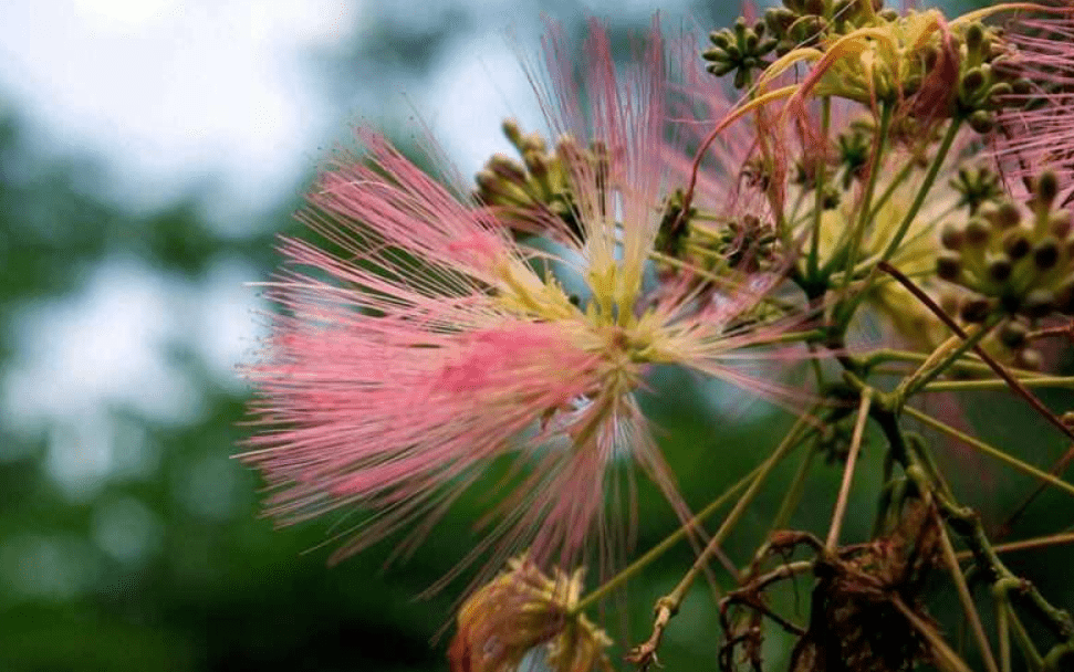 Types of Mimosa Trees