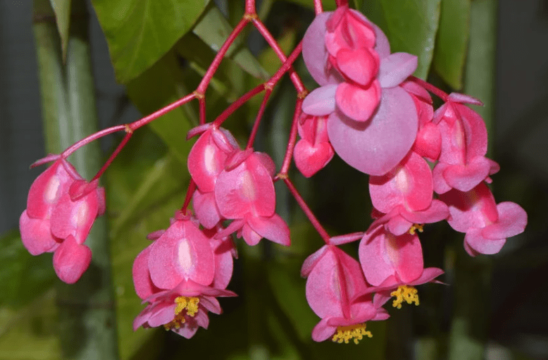 Understanding Angel Wing Begonias