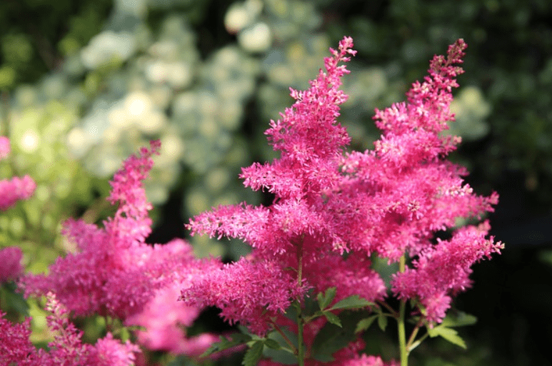 Understanding Astilbe