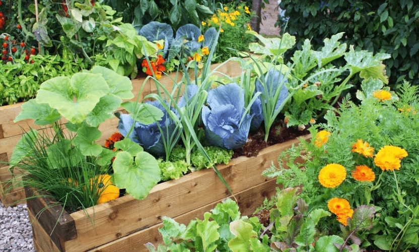 Understanding Companion Planting