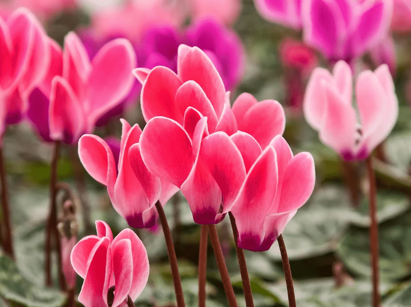 Understanding Cyclamen