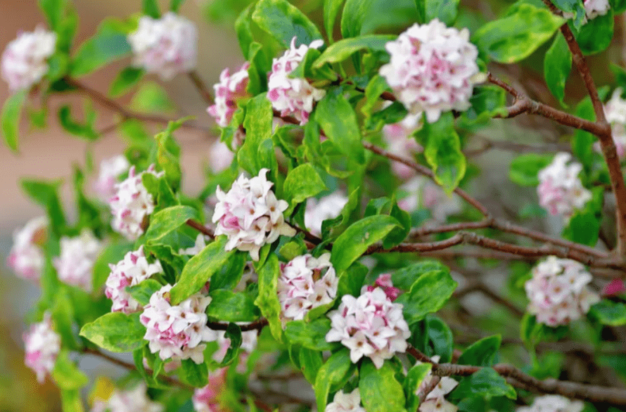 Understanding Daphne Plants