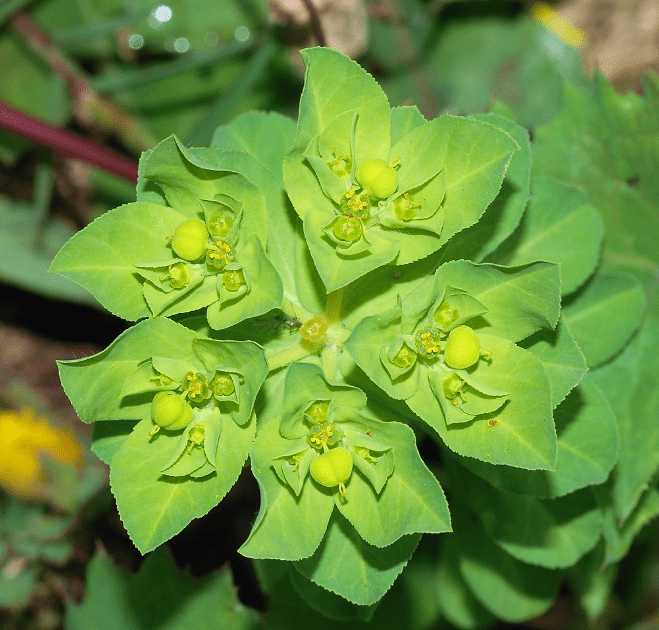 Understanding Euphorbia Plants