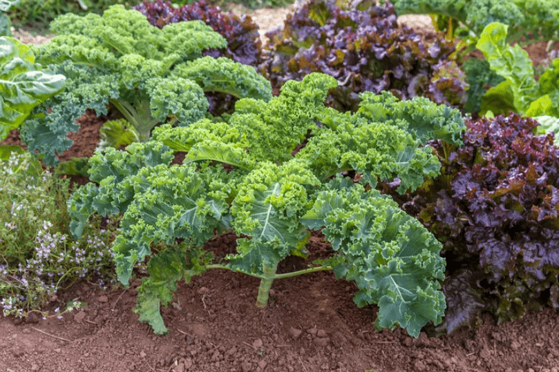 Understanding Kale Growth