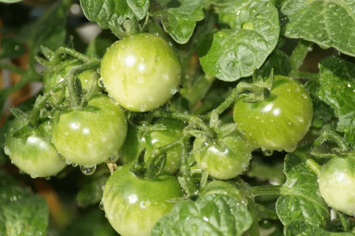 Understanding Overwatering in Tomatoes