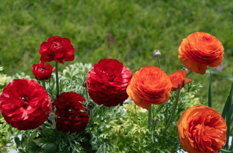 Understanding Persian Buttercup Plants