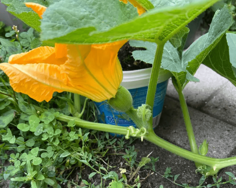 Understanding Squash Plants