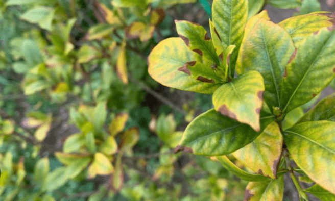 Understanding Yellow Gardenia Leaves