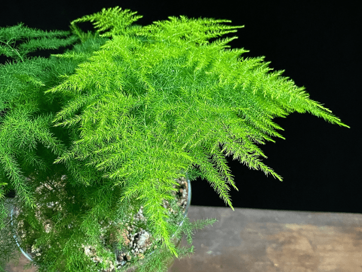 Understanding the Asparagus Fern