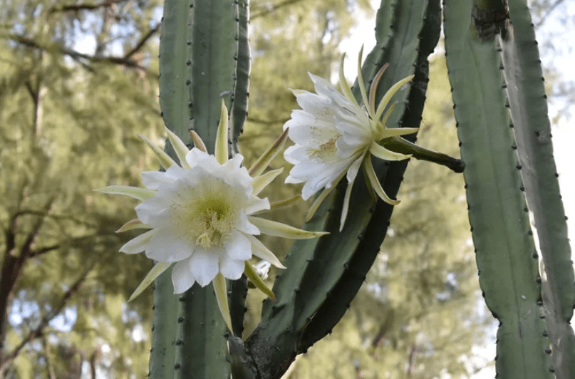 Understanding the Cereus Plant