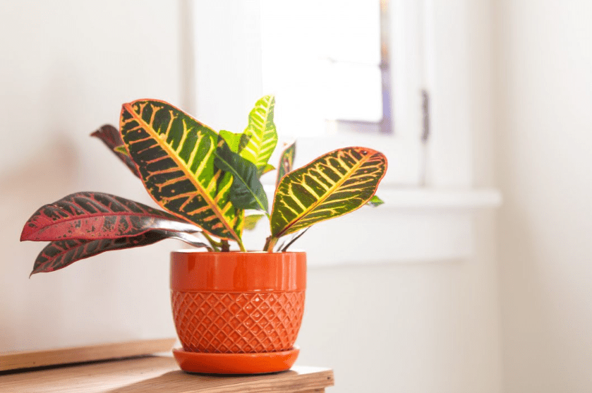 Understanding the Croton Plant