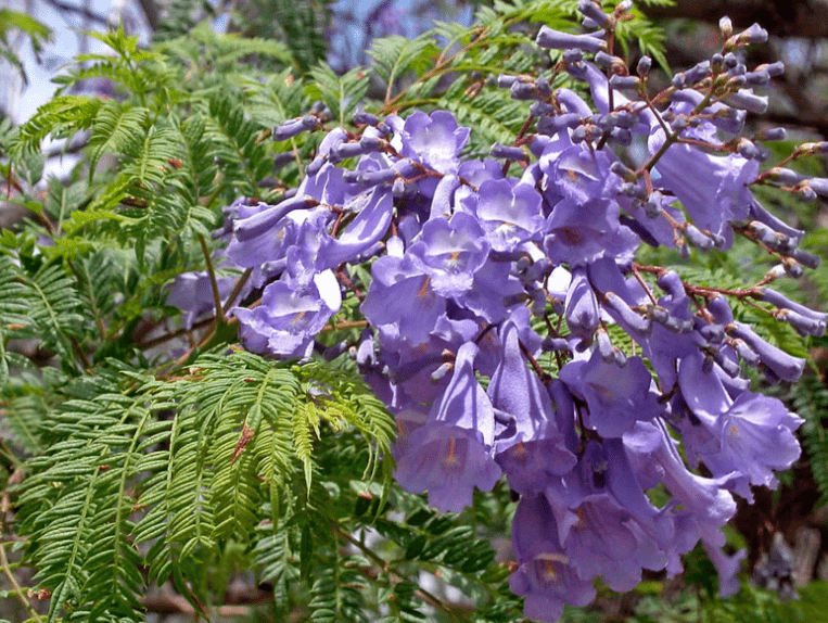 Understanding the Jacaranda Tree