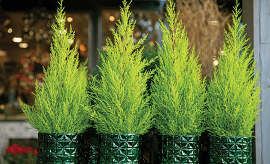 Understanding the Lemon Cypress Plant