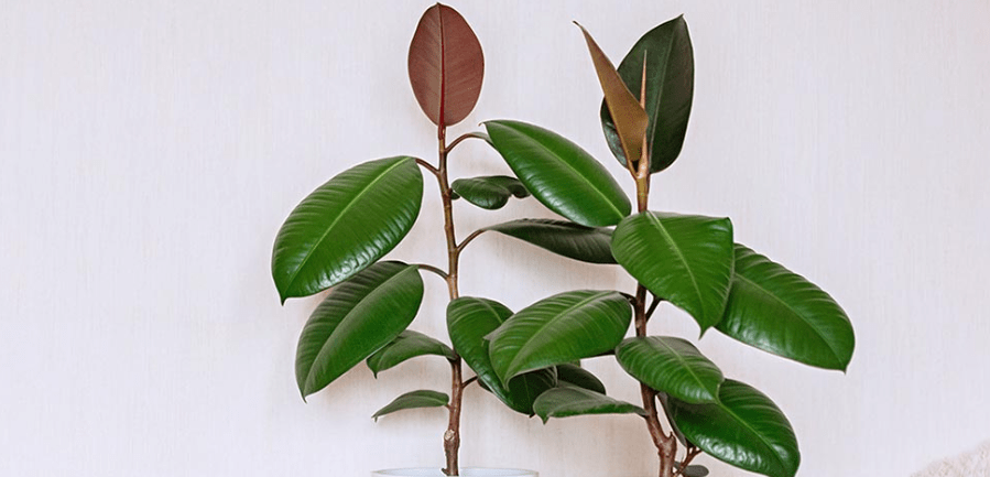 Understanding the Rubber Tree