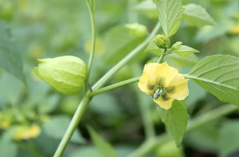 Understanding the Tomatillo Plant