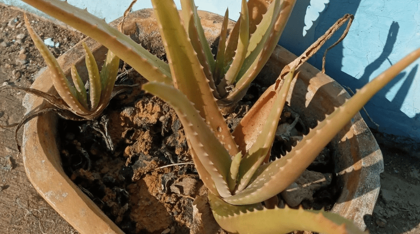 Understanding Aloe Plant Brown Leaves