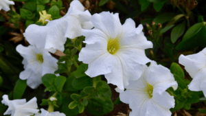 moonflower plant