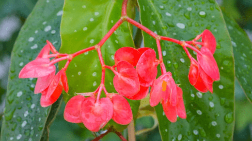 angel wing begonia