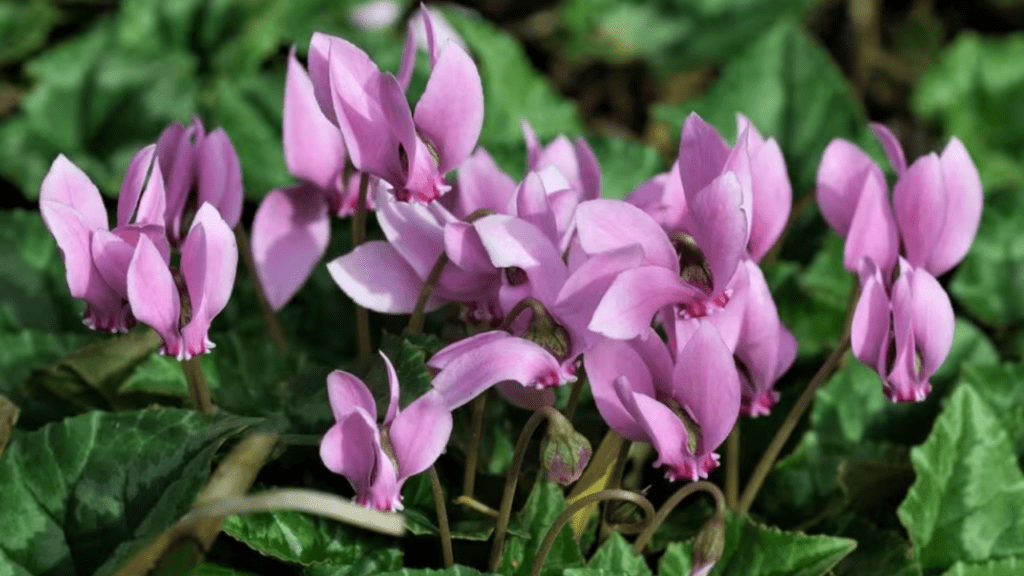 cyclamen care