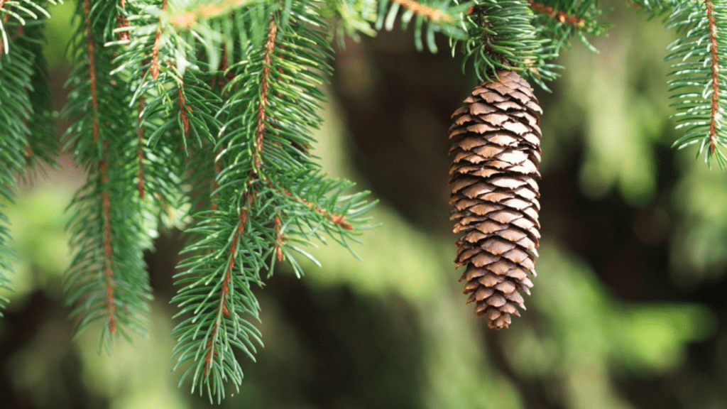 conifer trees