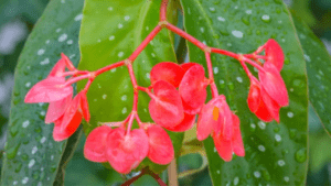 angel wing begonia