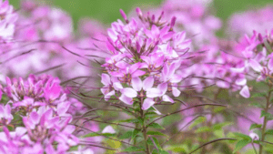 cleome plant