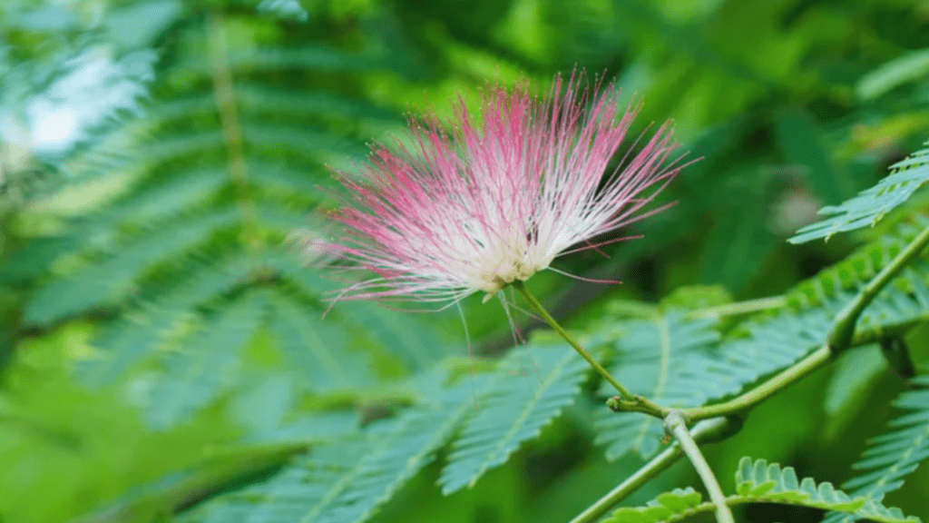 mimosa trees