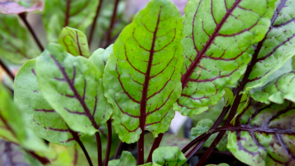 sorrel plant