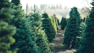 A picturesque view of numerous Christmas trees arranged neatly at a festive Christmas tree farm, ready for selection.