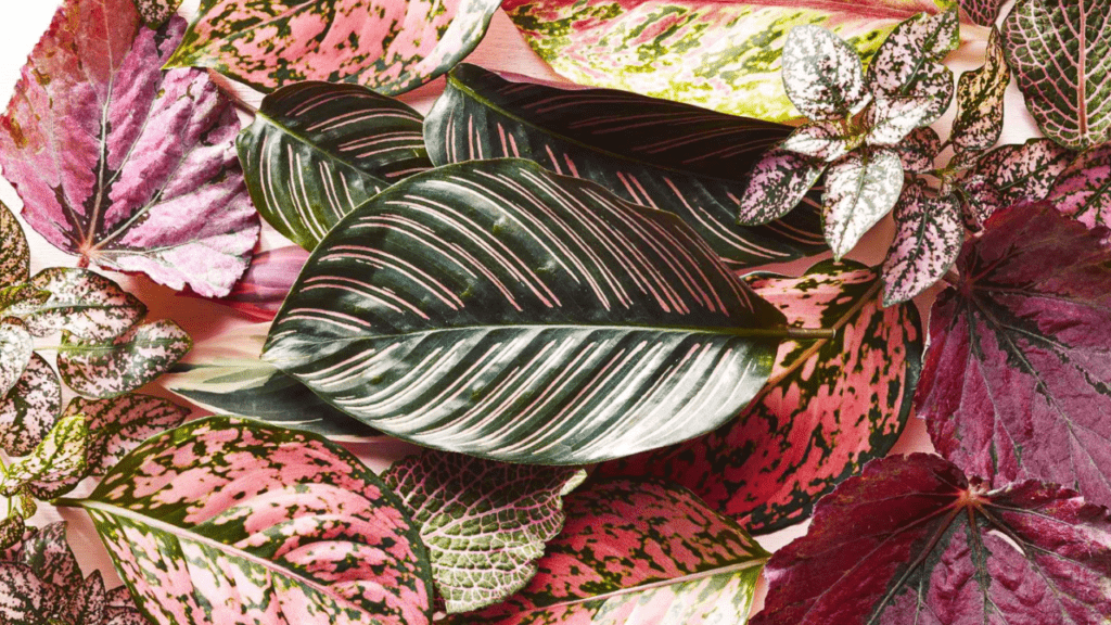 Various colorful pink indoor plant's leaves in shades of green, pink, and red with distinct patterns are arranged closely together.