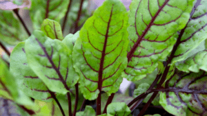 sorrel plant