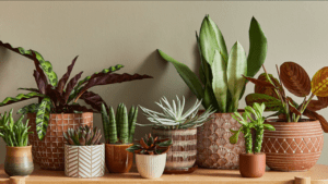 A collection of Best Pots for Indoor Plants assorted houseplants in decorative pots on a wooden shelf.