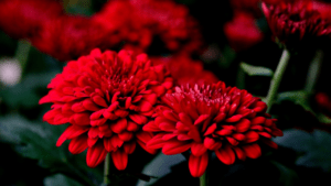 Close-up of two vibrant red chrysanthemum outdoor red plants surrounded by dark green foliage, with more similar flowers blurred in the background.