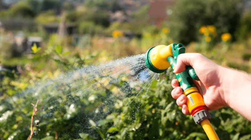 Water Before Pruning