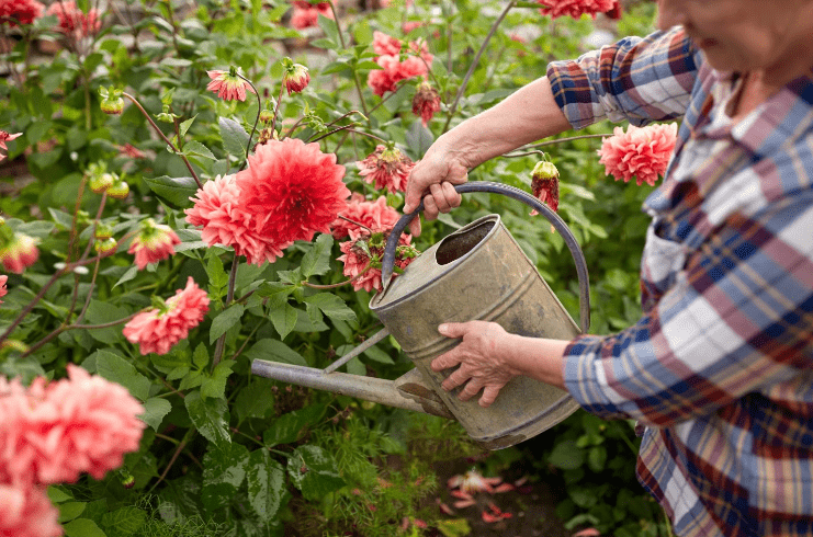 Watering Needs