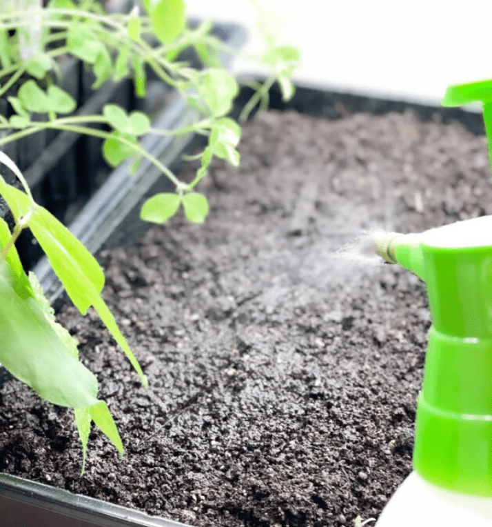 Watering and Fertilizing Persian Buttercups