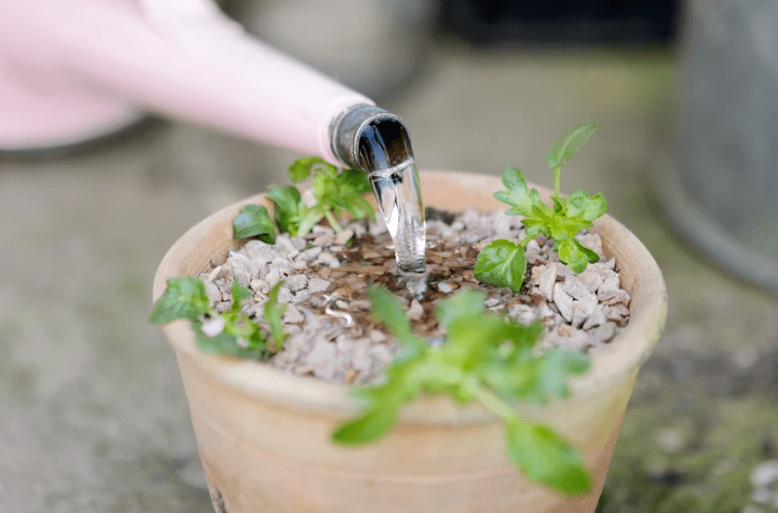 Watering and fertilization