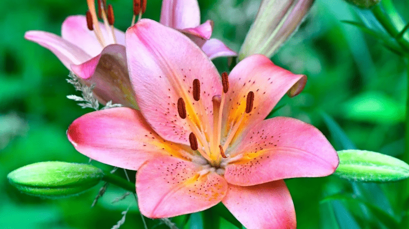 What Are Asiatic Lilies