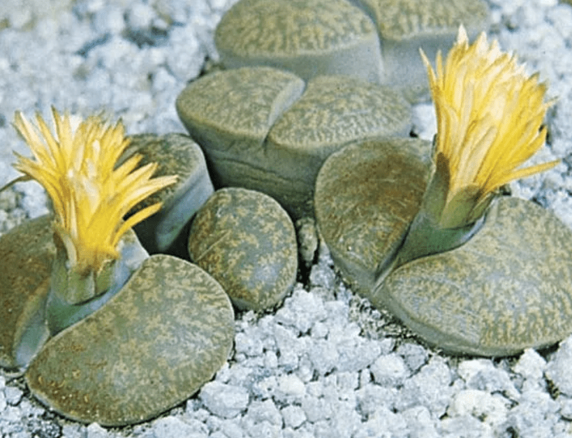 What are Lithops Plants