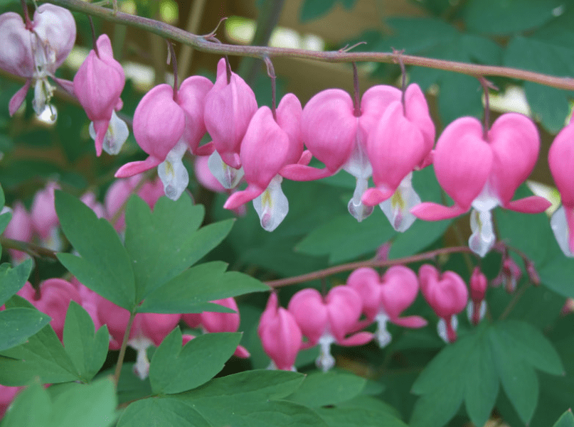 What is Lamprocapnos Spectabilis