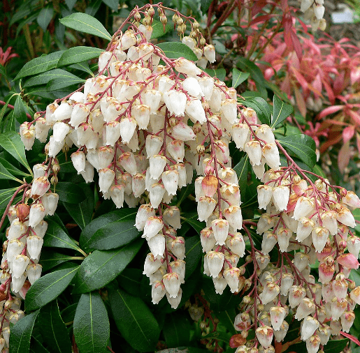 What is Pieris Japonica