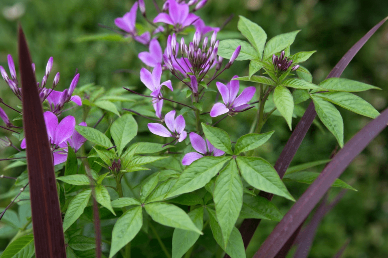 What is a Cleome Plant