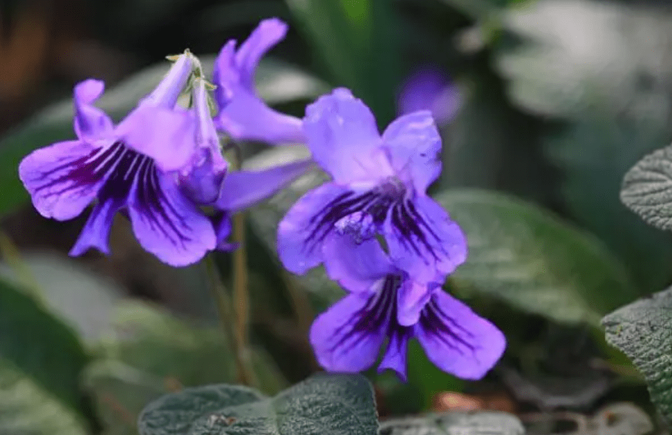 What is a Streptocarpus Plant