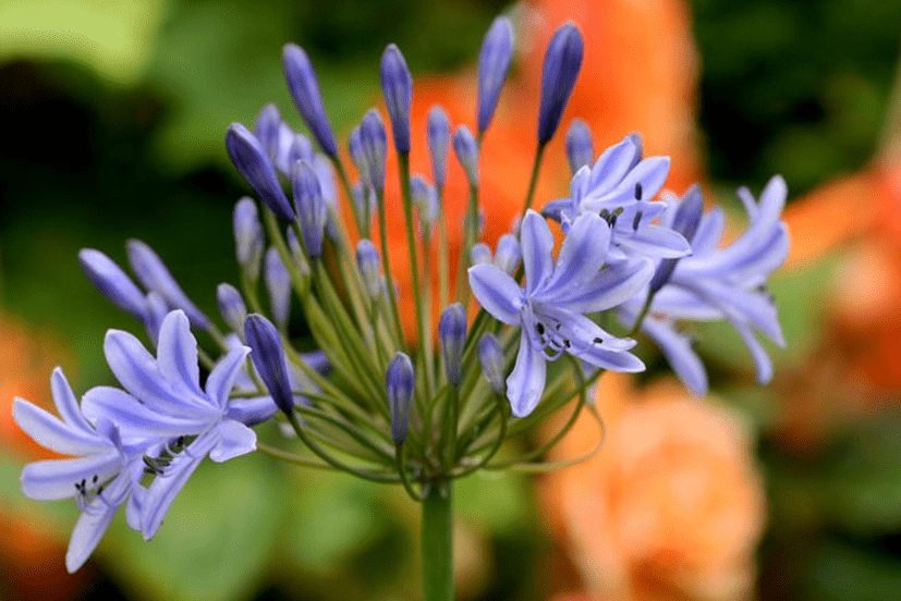 What is an African Lily Plant