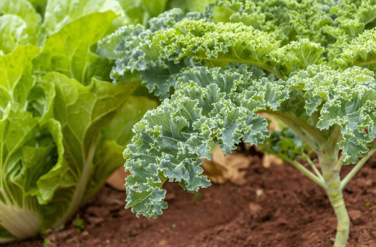 When to Harvest Kale