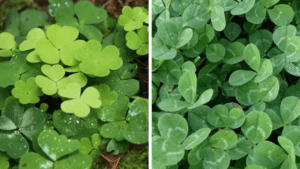 Two images of dense clover patches with green three-lobed leaves, one patch brighter than the other. Wood Sorrel vs Clover