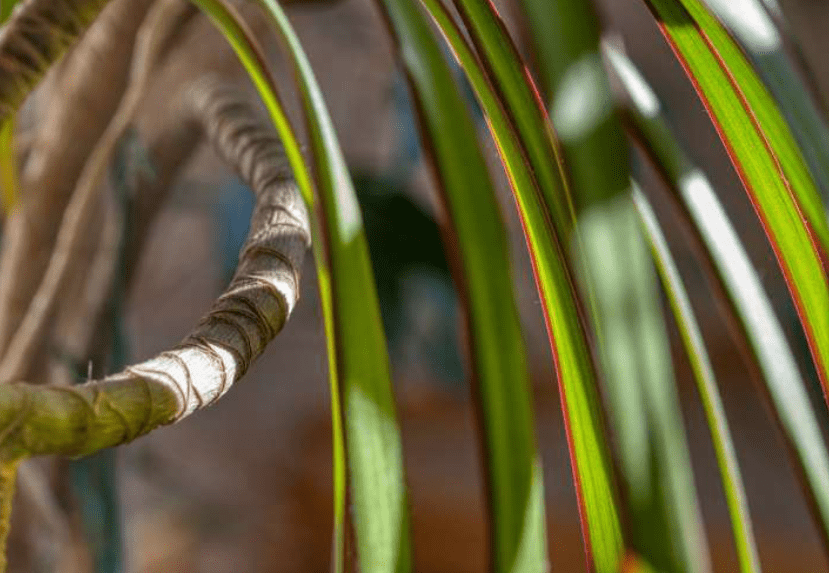 Yellowing Leaves