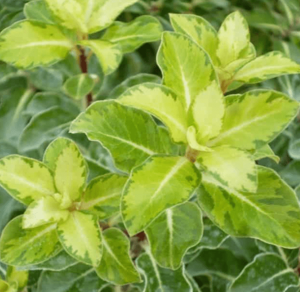 Yellowing Leaves