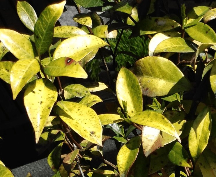 Yellowing Leaves